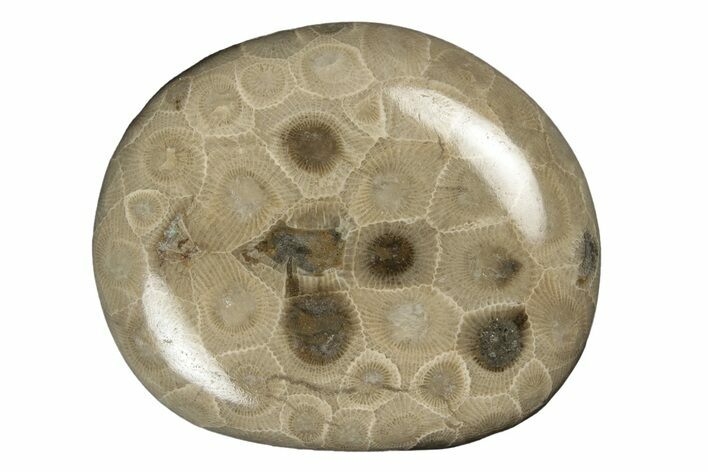 Polished Petoskey Stone (Fossil Coral) - Michigan #254388